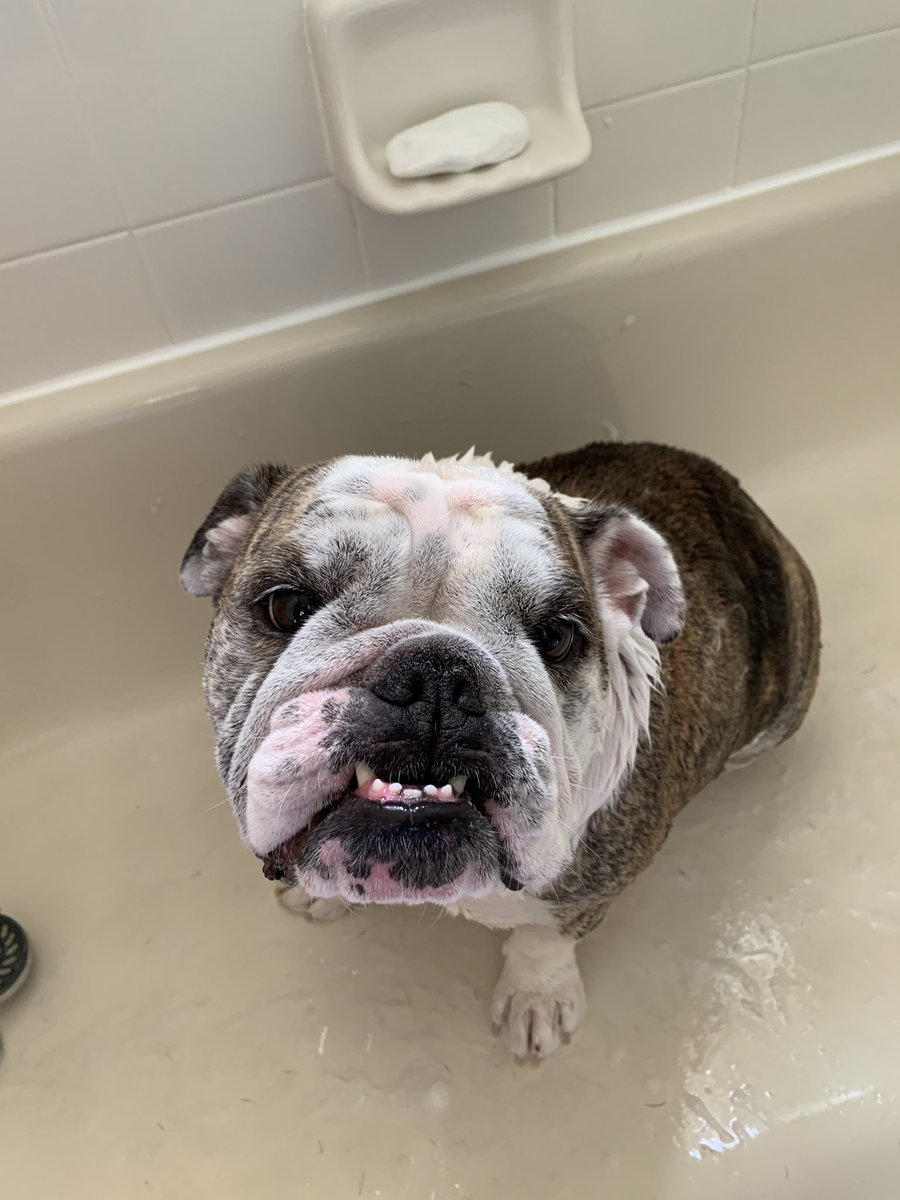 AnglerMasked's tweet image. But of course, if I get a sun tan they make me take a bath. Total bummer...but I do get treats right after. 😜👌