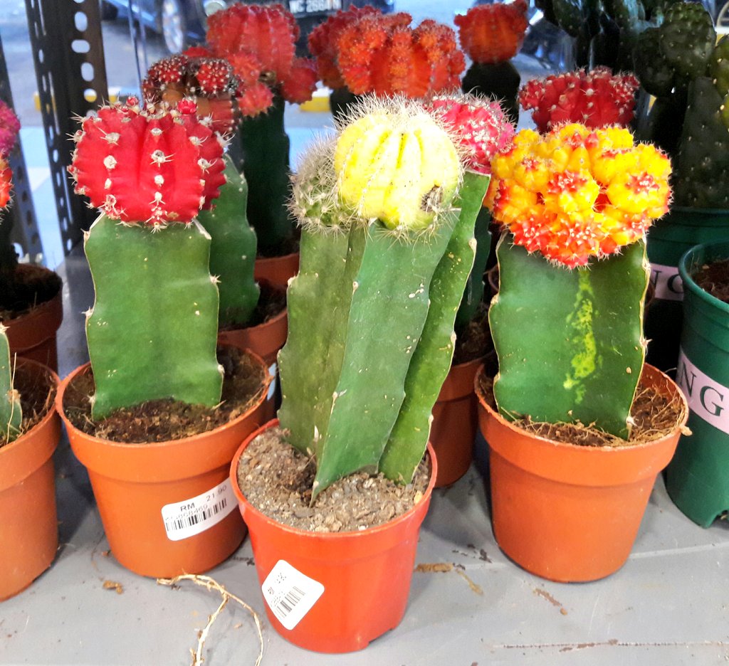 hle____'s tweet photo. Why cactus so cutee??? https://t.co/dcDGrboXaV