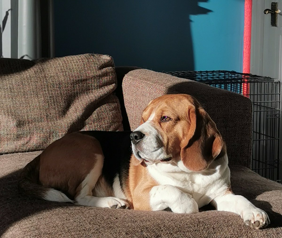 Golden hour...

#beagle #beaglepuppy #beaglesofglasgow #houndsofglasgow #hounddog #dogsofglasgow #monsterpups #biggestmonsterpup
