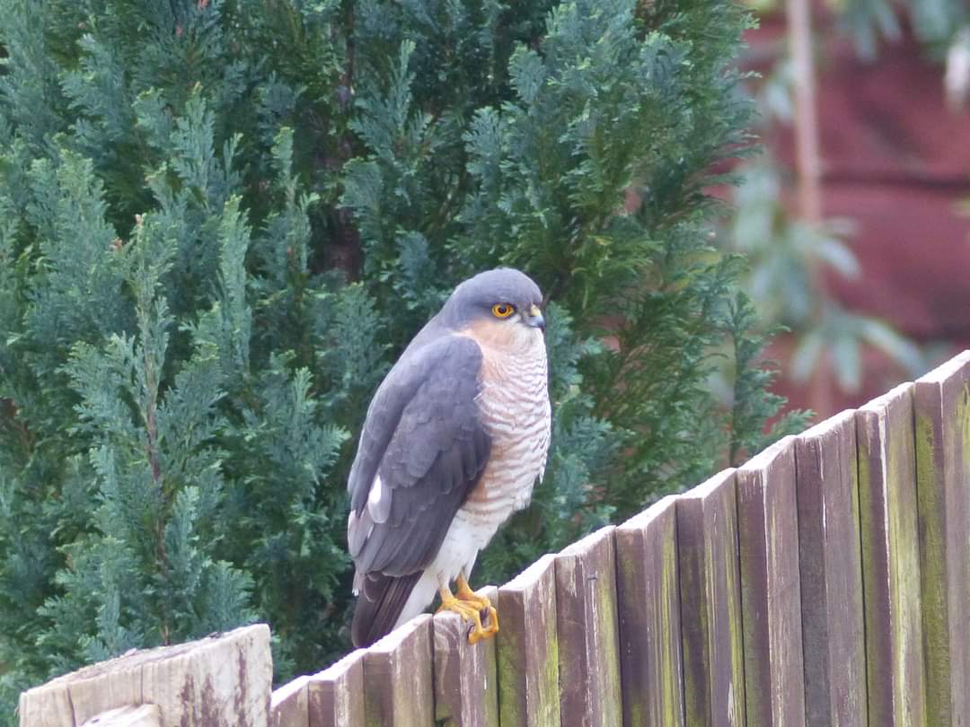 alisonR1975's tweet photo. A rare visitor to our garden in Southampton, a male sparrow hawk. #doorstepnature @HantsCS https://t.co/7GIId48g7r