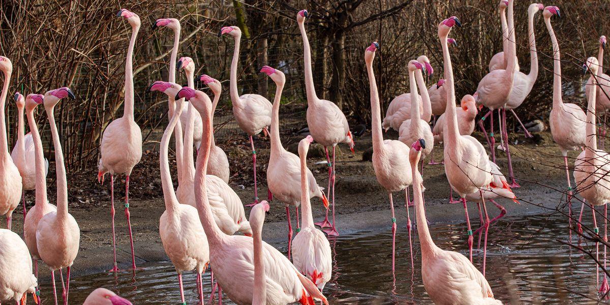 bigthink's tweet photo. Flamingos form friendships that last years, says new study: https://t.co/kb0gyuLwr8 https://t.co/eVbybPnOYH