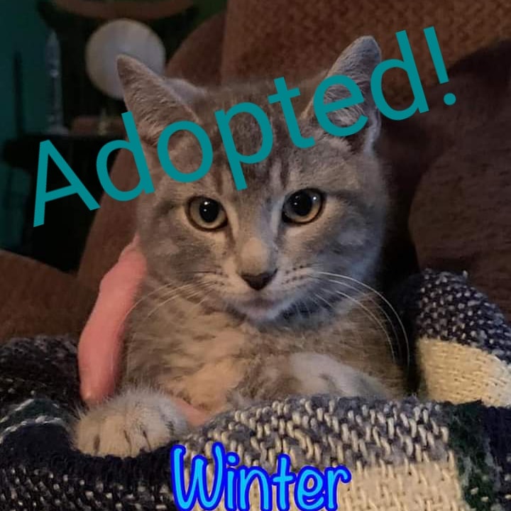 Some wonderful news this #Caturday:  Adorable Winter has been #adopted! 😊  #adoptdontshop 
#cats #kittens #philly #BucksCountyPA #catrescue #nokill #bingosfoundation #adoptdontshop #CatsOfTwitter