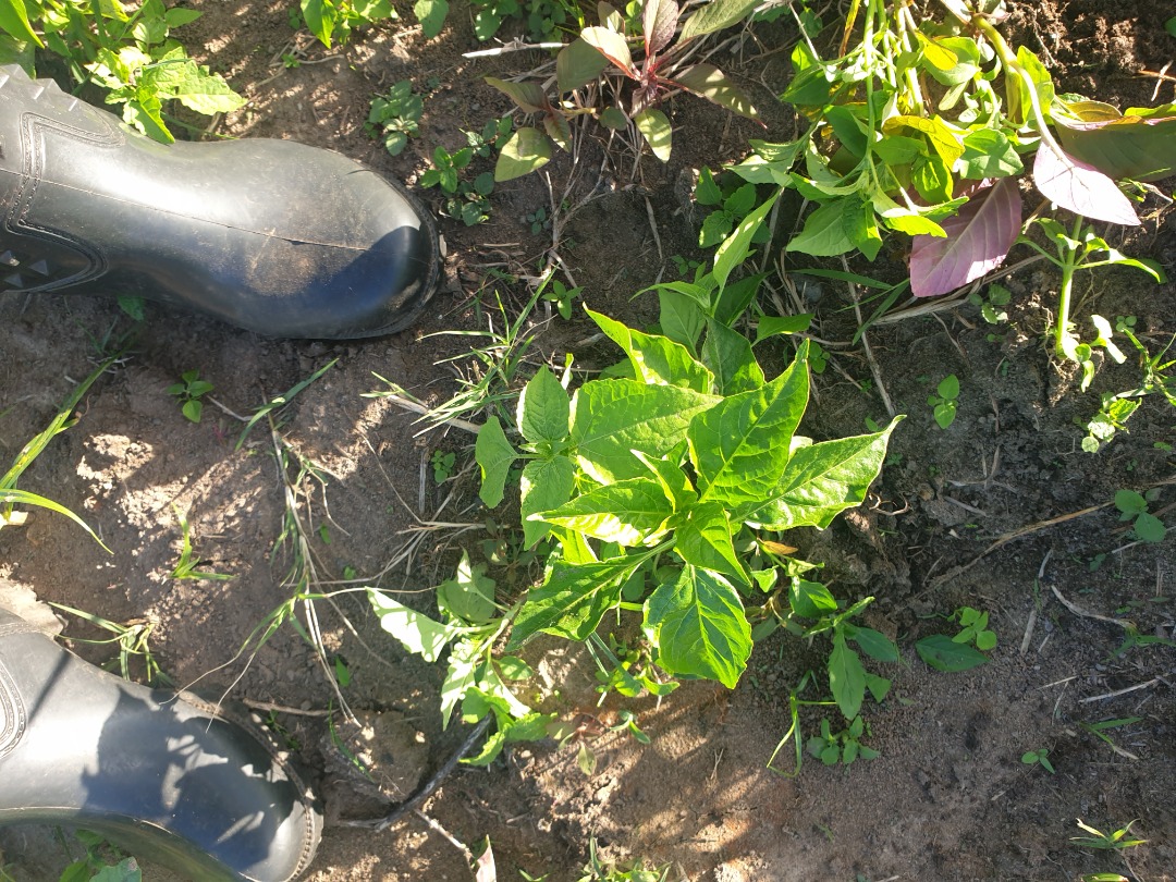 2/5The Chilli was growing very well until it had flowers. It kept on flowering but no fruits . All because the area i planted was to cold and the flowers were dropping before bearing fruit due to the very cold temp at night.  #ZimAgricRising