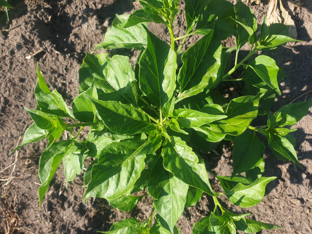 2/5The Chilli was growing very well until it had flowers. It kept on flowering but no fruits . All because the area i planted was to cold and the flowers were dropping before bearing fruit due to the very cold temp at night.  #ZimAgricRising