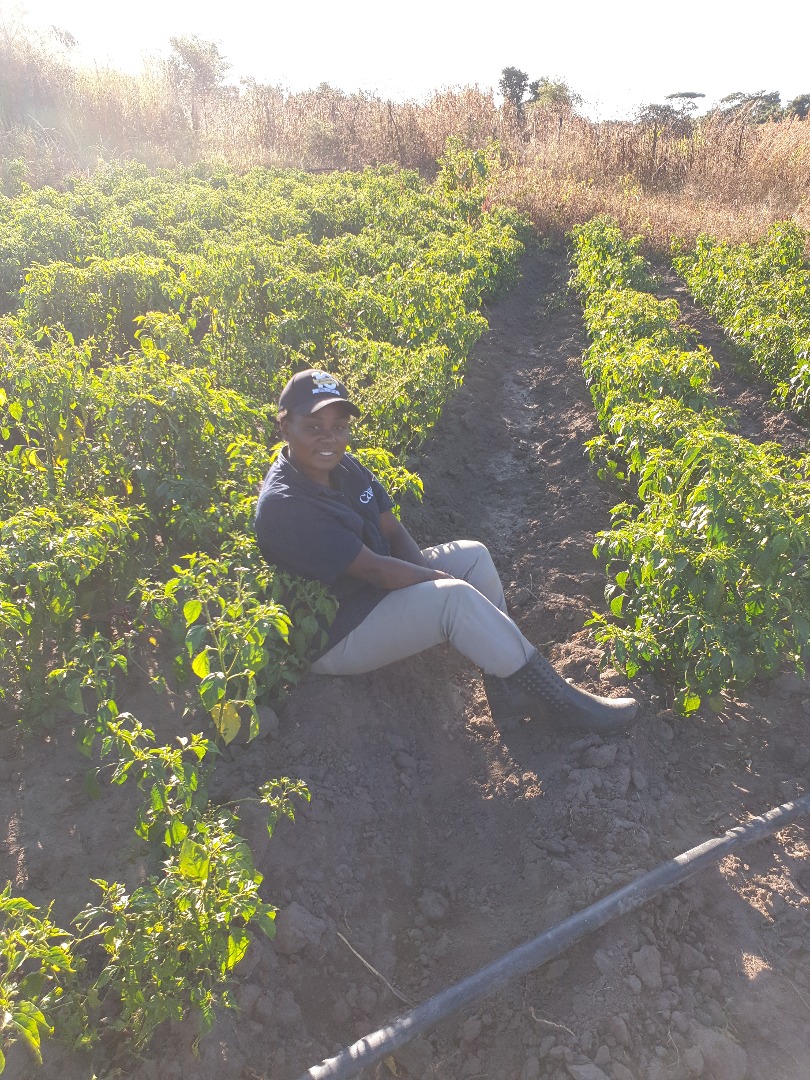 2/5The Chilli was growing very well until it had flowers. It kept on flowering but no fruits . All because the area i planted was to cold and the flowers were dropping before bearing fruit due to the very cold temp at night.  #ZimAgricRising