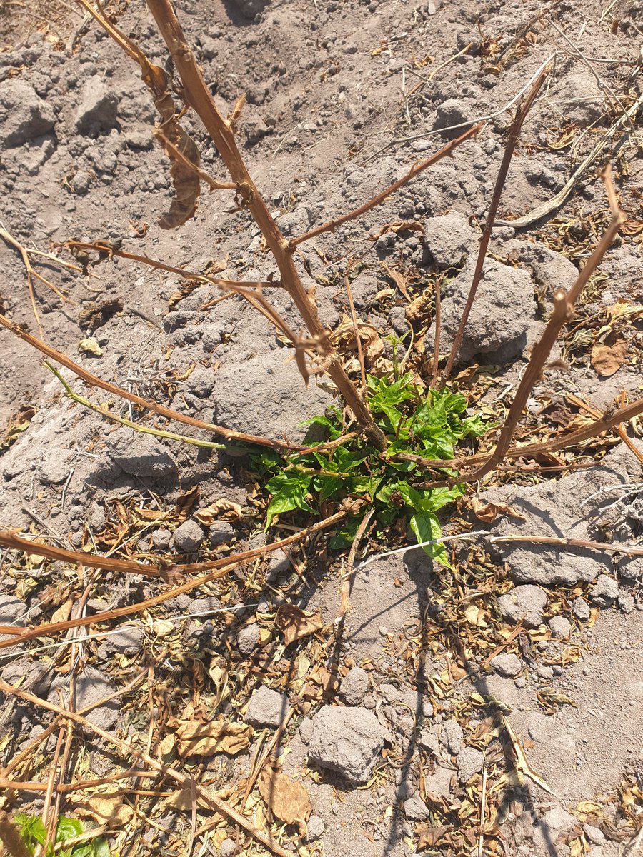 4/5 I did not remove the plants I had planted as Chilli is a perennial crop.In August the Chilli started growing again and in October I started watering and applying fertilizer, pesticides etc. And it started growing very well and BORE fruits.  #ZimAgricRising