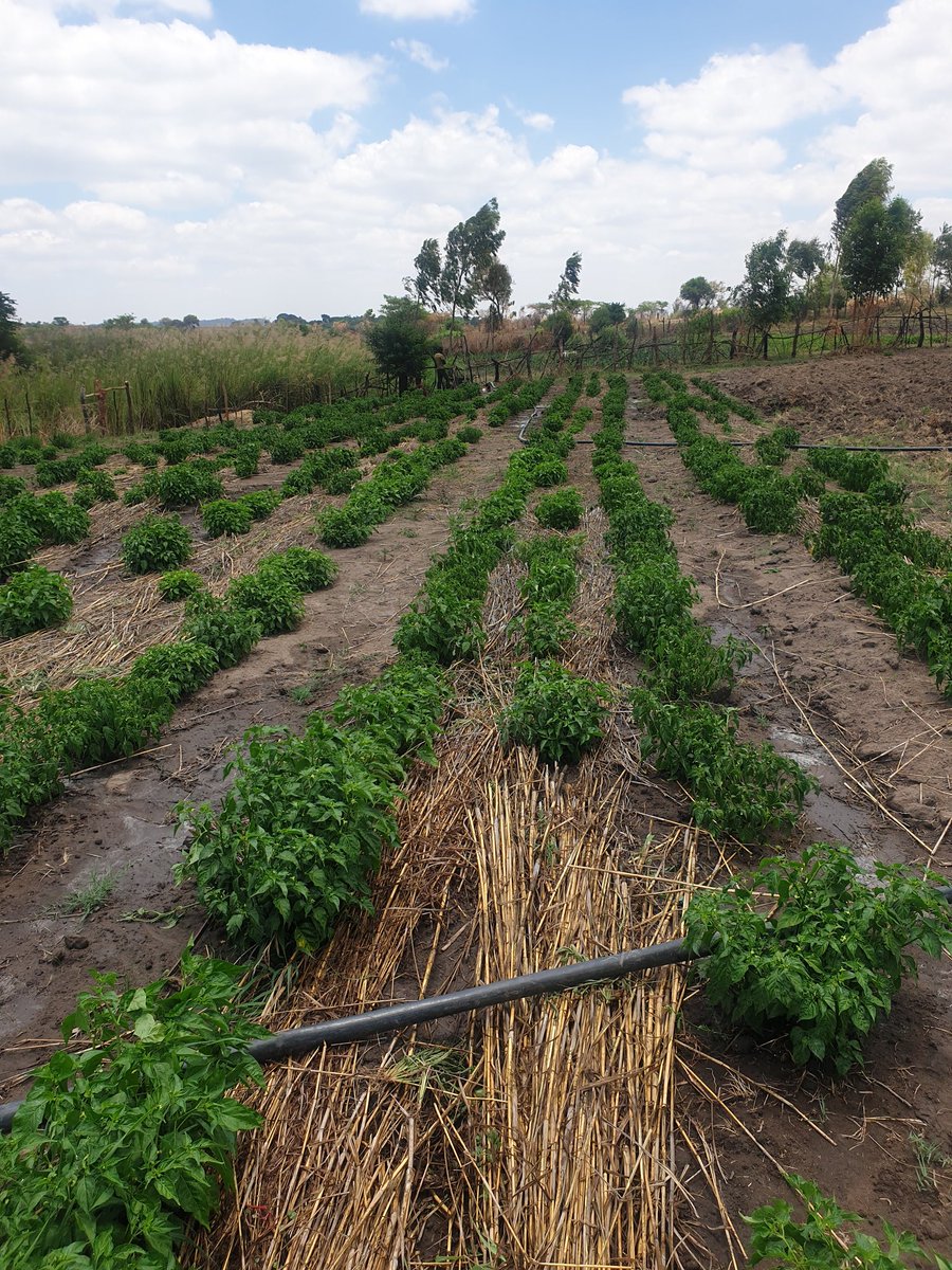4/5 I did not remove the plants I had planted as Chilli is a perennial crop.In August the Chilli started growing again and in October I started watering and applying fertilizer, pesticides etc. And it started growing very well and BORE fruits.  #ZimAgricRising