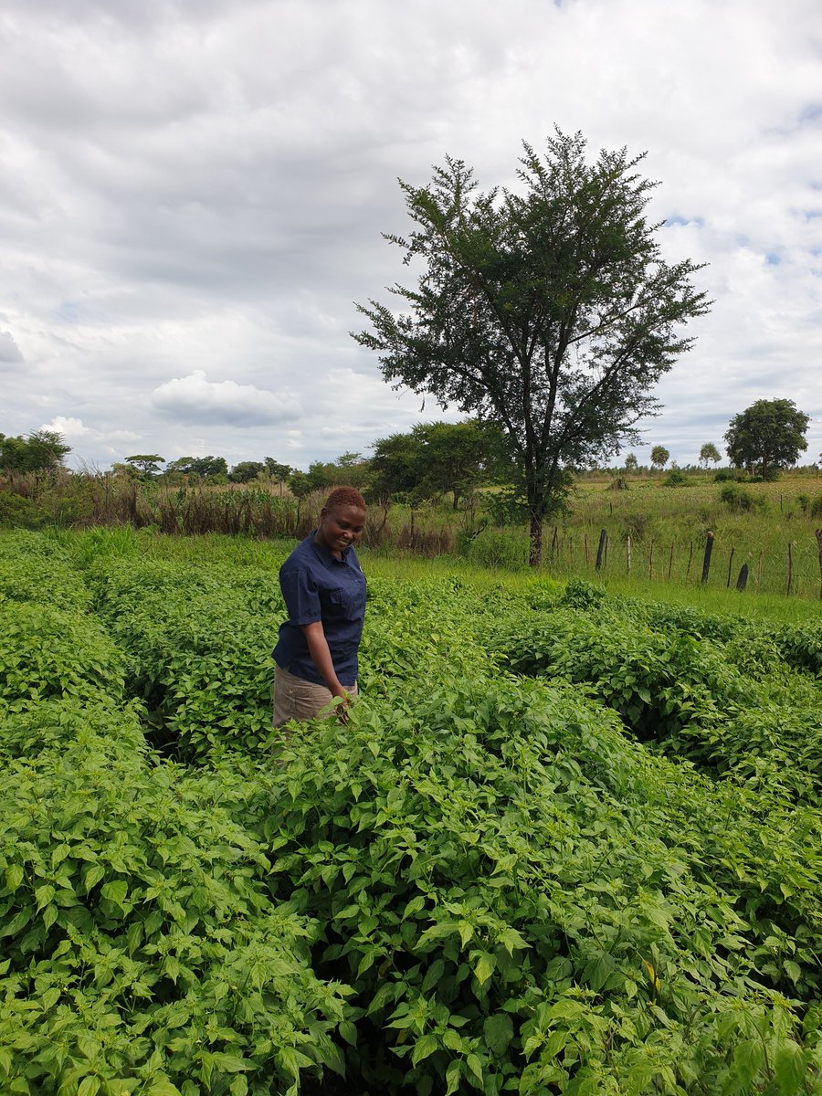 4/5 I did not remove the plants I had planted as Chilli is a perennial crop.In August the Chilli started growing again and in October I started watering and applying fertilizer, pesticides etc. And it started growing very well and BORE fruits.  #ZimAgricRising