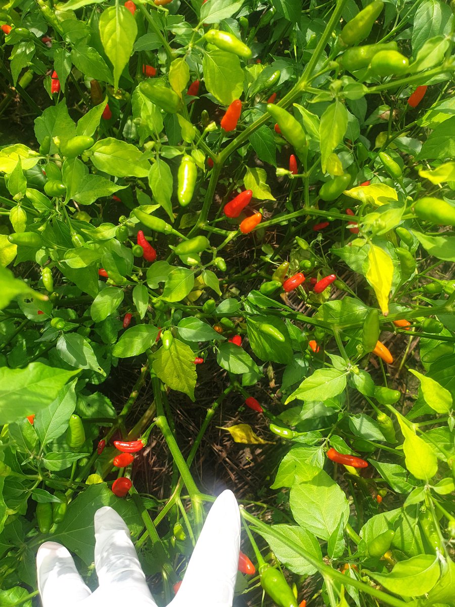 4/5 I did not remove the plants I had planted as Chilli is a perennial crop.In August the Chilli started growing again and in October I started watering and applying fertilizer, pesticides etc. And it started growing very well and BORE fruits.  #ZimAgricRising