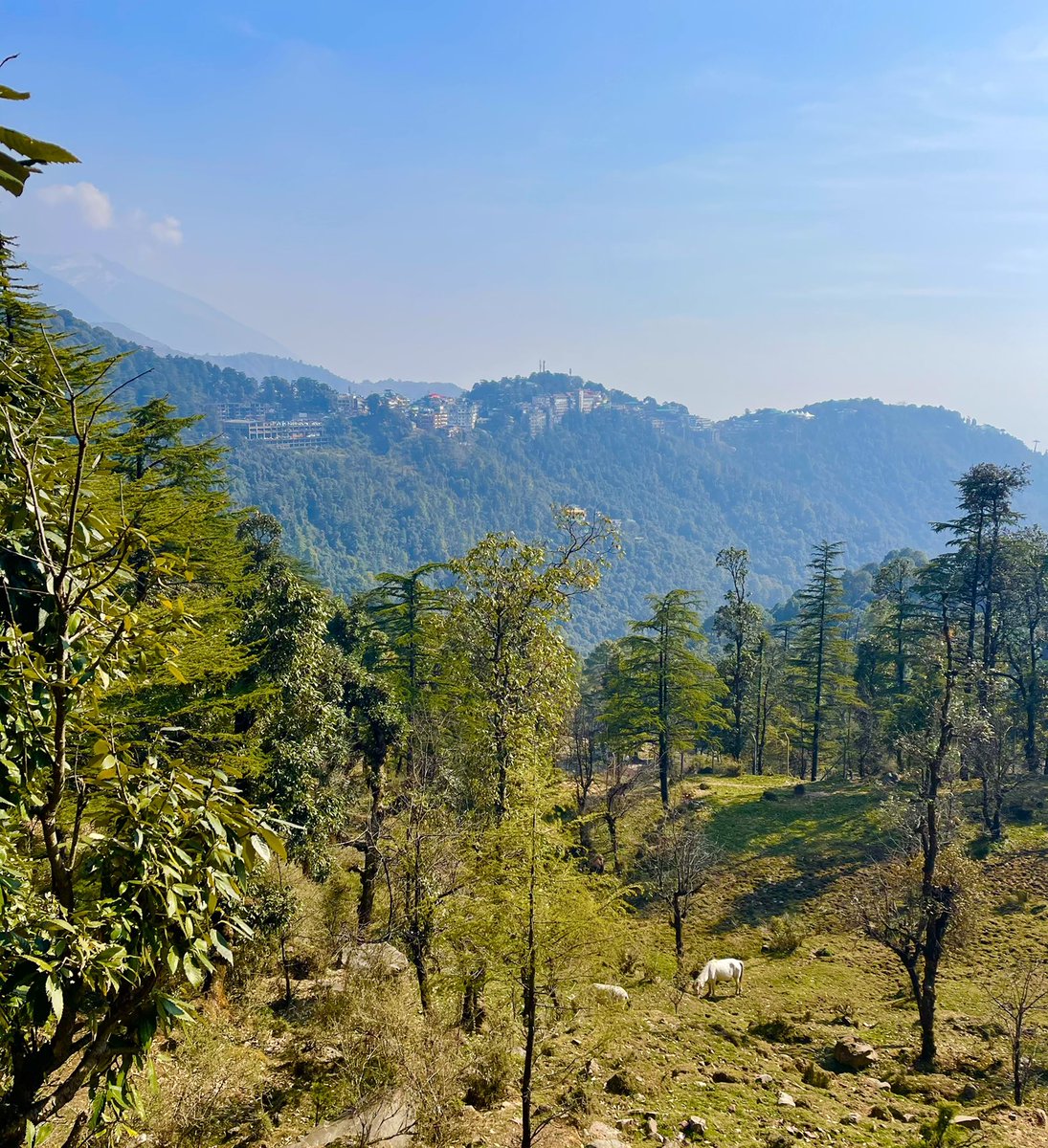 Dharamshala Today! དེ་རིང་གི་རྡ་རམ་ས་ལ།