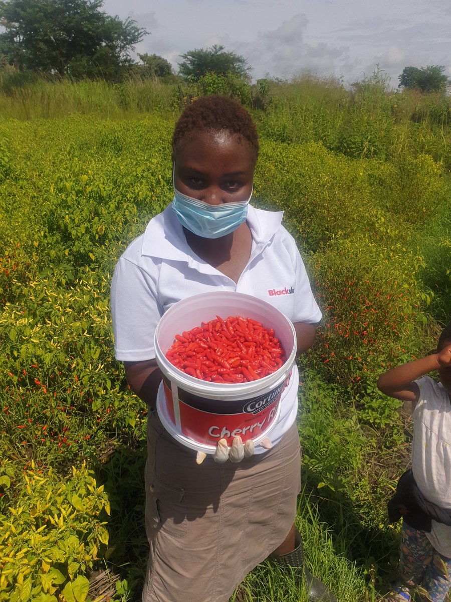 5/5 Today I started harvesting and I'm so happy I didn't give up. I also ordered more seedlings in October from Big Sis  @corporatefarmg1 and transplanted 1st week of December. I'm happy with the progress. I'm not a Chilli expert yet but I've learnt a lot.  #ZimAgricRising