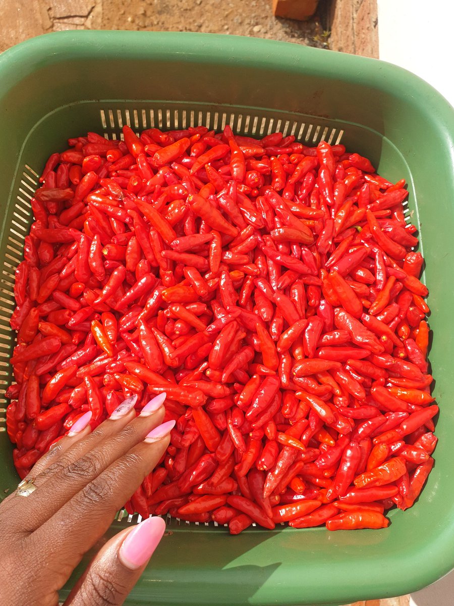 5/5 Today I started harvesting and I'm so happy I didn't give up. I also ordered more seedlings in October from Big Sis  @corporatefarmg1 and transplanted 1st week of December. I'm happy with the progress. I'm not a Chilli expert yet but I've learnt a lot.  #ZimAgricRising
