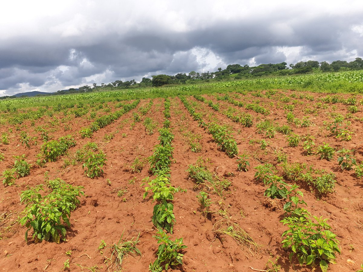 5/5 Today I started harvesting and I'm so happy I didn't give up. I also ordered more seedlings in October from Big Sis  @corporatefarmg1 and transplanted 1st week of December. I'm happy with the progress. I'm not a Chilli expert yet but I've learnt a lot.  #ZimAgricRising