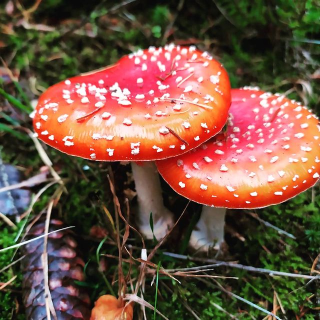 OuttravelfFun's tweet photo. Bin neulich mal vor die eigene Haustür "gereist". 
Habt ihr schonmal so exotische Früchte gesehen???
🍄🍄🍄

 #waldspaziergang #naturfotografie #fotografie #herbstfarben #giftig #naturliebe #oktober #spessart #visitspessart #unterfranken #wirinbayern https://t.co/yach8L7u4F