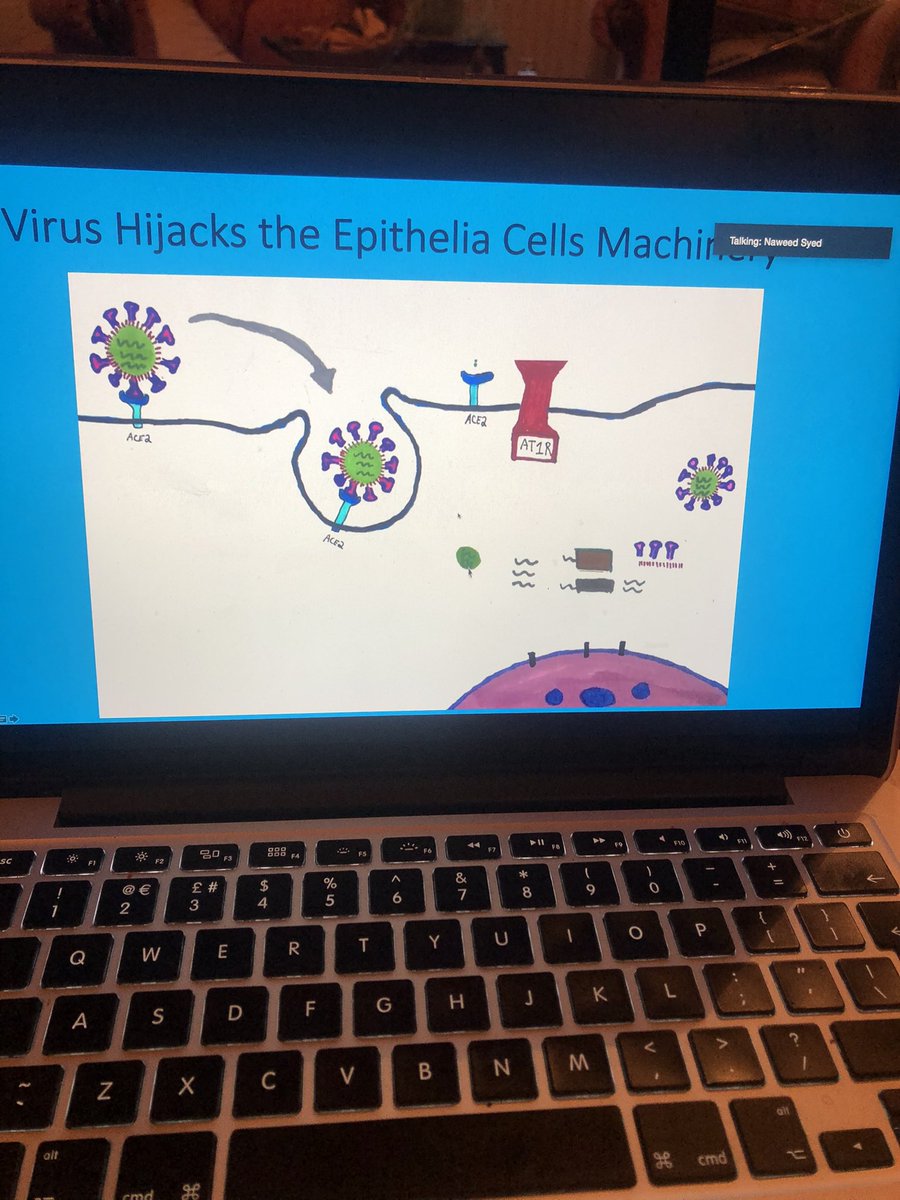 Lung anatomy and covid-19 target sites.