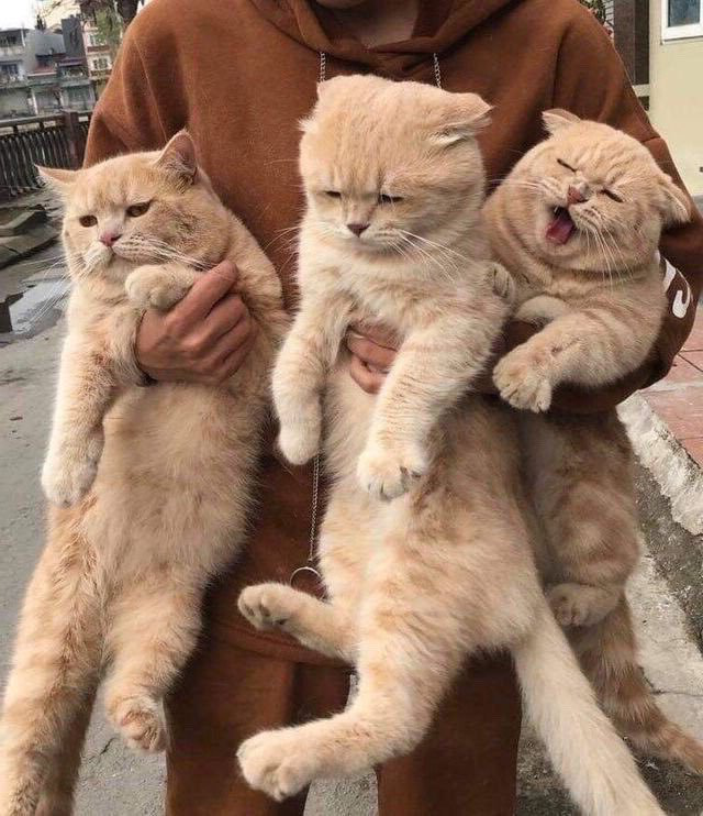 kanekos99's tweet photo. Diluc and Kaeya as this cat meme #GenshinImpact #原神 #kaeluc https://t.co/Syll0EDCLe