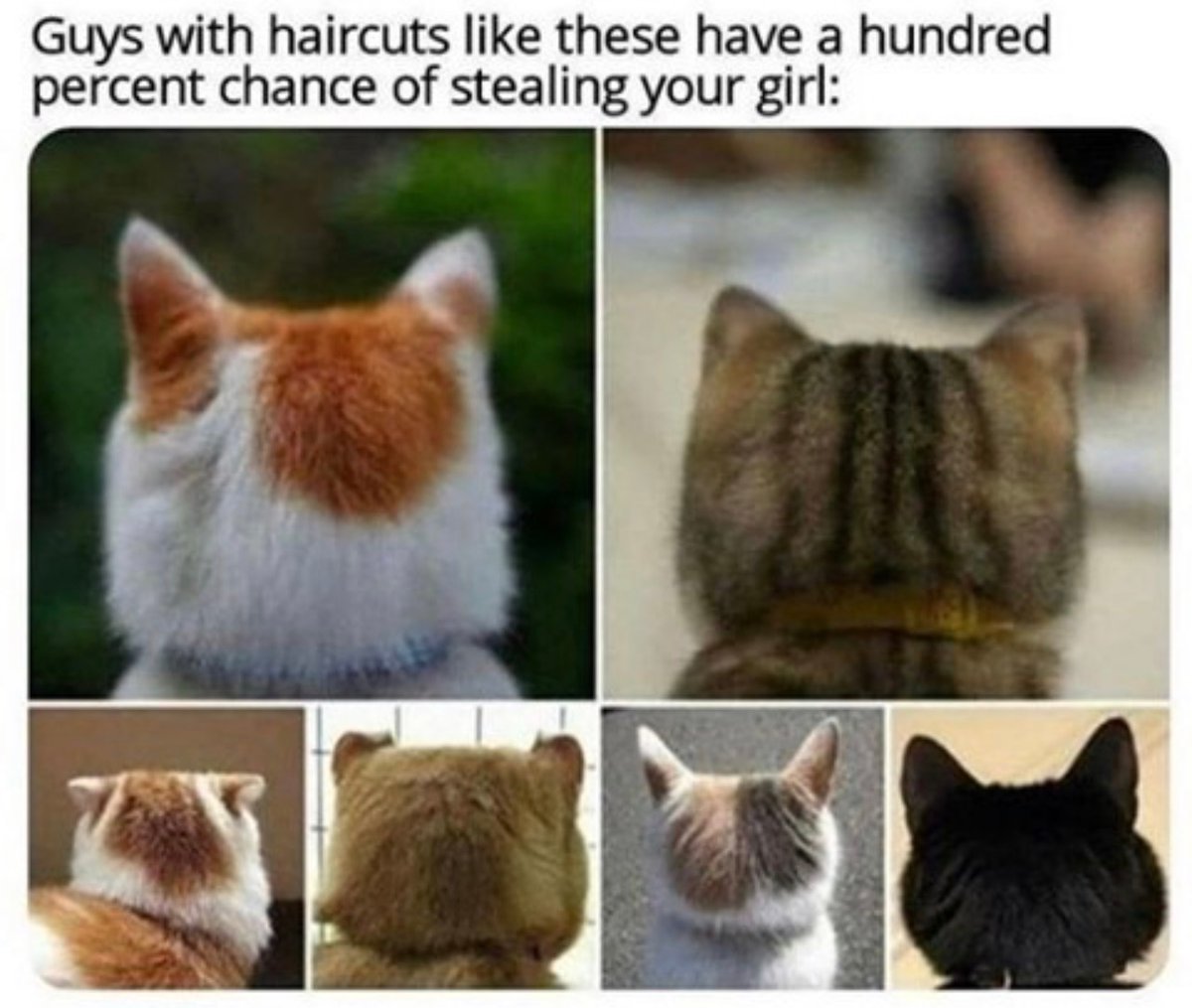 MonicaRamey's tweet image. #Caturday #adoptdontshop #hubbahubba #truth 🐾

#cat #meow #weeklyfluff #catmemes #funny #silly #lightenup #cute #love #instagood #happy #instadaily #follow #fun #giggle