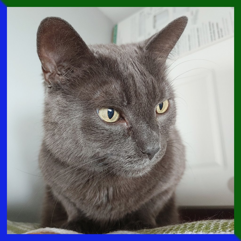 CoilandTalon's tweet photo. I'm grateful that I am so handsome. It can be difficult being this handsome sometimes. People see me and want to touch me and adore me. I mean, why wouldn't they, right?!
-Gambit
#CoilAndTalon #AMonthOfGratitude #StartingTheYearOffRight #Caturday #CatDad #Cat #Kitten #Kitty #Meow https://t.co/Q13uh5BGwu