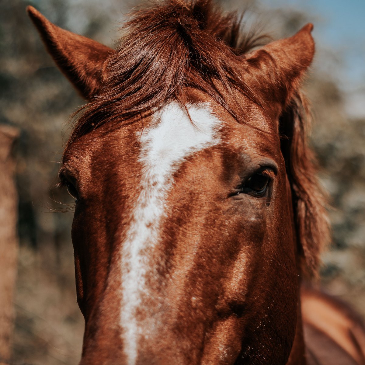 лошадь. светло гнедая масть лошади. гнедая лошадь. дикий гнедой мустанг. бурая лошадь.