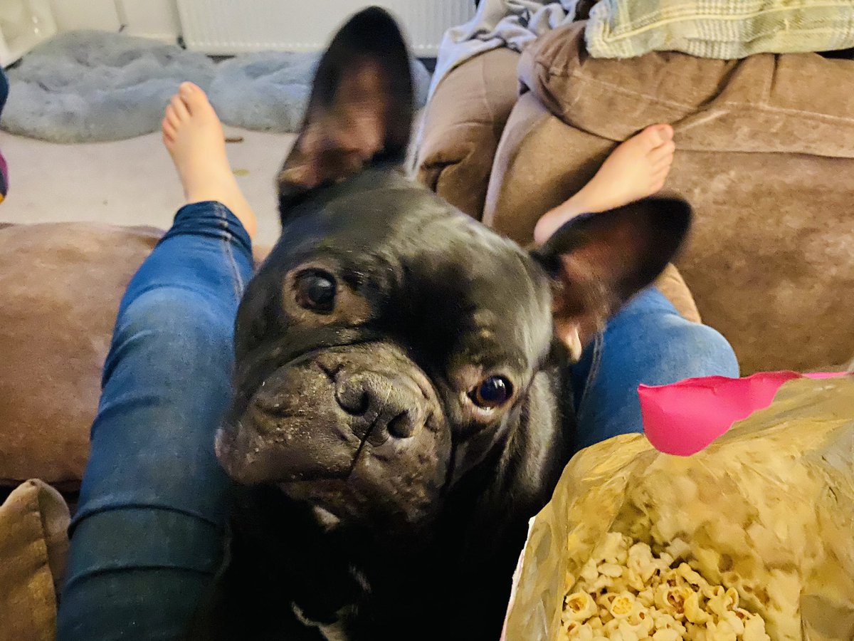 JakeandOzzy's tweet photo. Only here for the #popcorn #ozzy #frenchbulldogs #frenchbulldogsofinstagram #frenchbulldog #frenchieoftheday #frenchiesofinstagram #frenchiegram #frenchie #frenchies #frenchielove #dog #dogs #dogsofinstgram #dogsofinstaworld #dogs_of_instagram #dogsofig #beautiful #fun #wow https://t.co/fuacYrtgWr