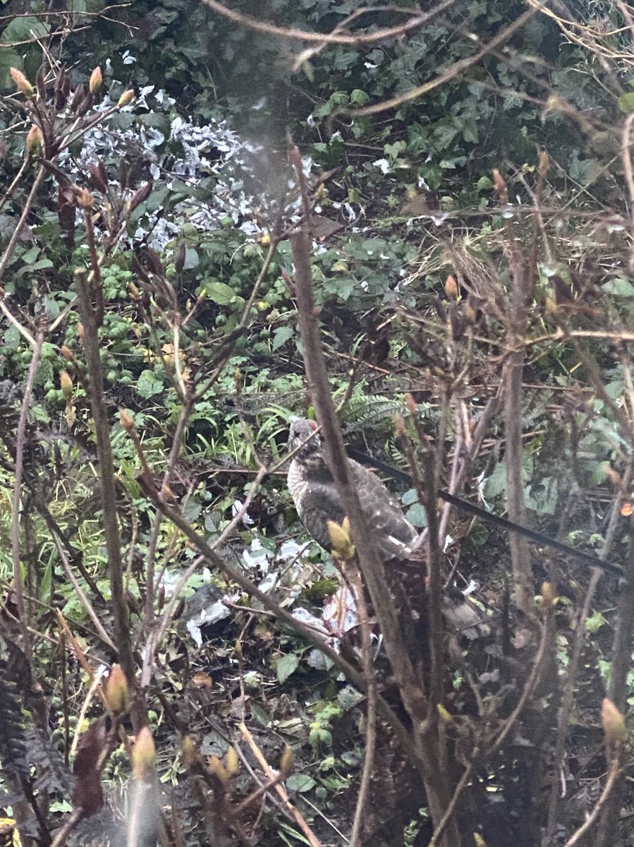 samauriofs82's tweet photo. @ChrisGPackham @BBCSpringwatch few more stills of the predation caught today in Sussex https://t.co/KadRpxGaGJ