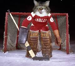 Crazy Cat's Eyes tweet media