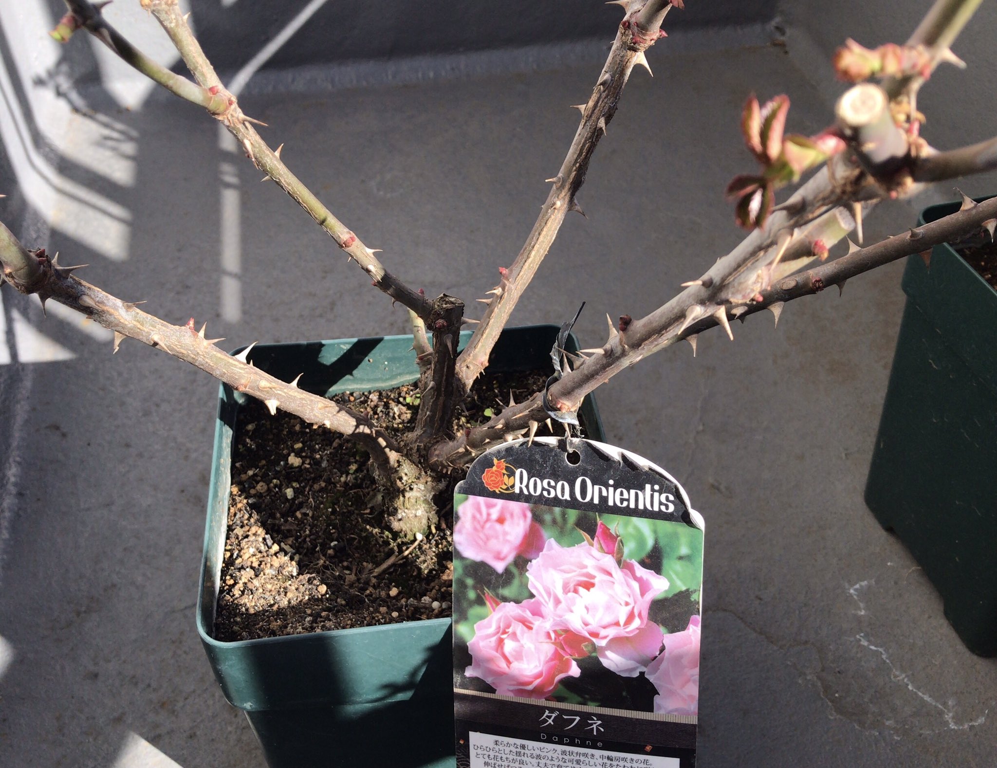 薔薇好きpot ダフネ 薔薇 21年登場予定薔薇たち紹介 15番 ダフネ Daphne Rose