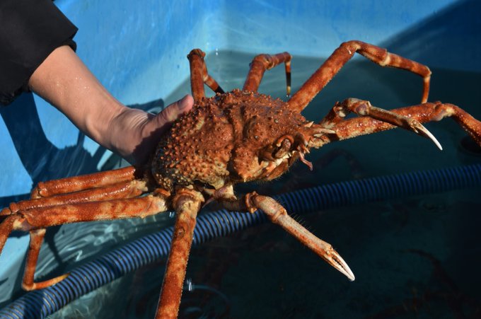 殻 高画質 のtwitterイラスト検索結果 古い順