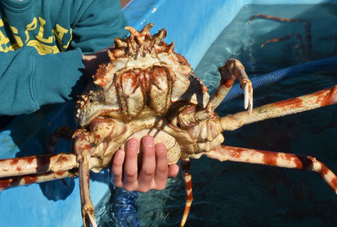 殻 高画質 のtwitterイラスト検索結果 古い順