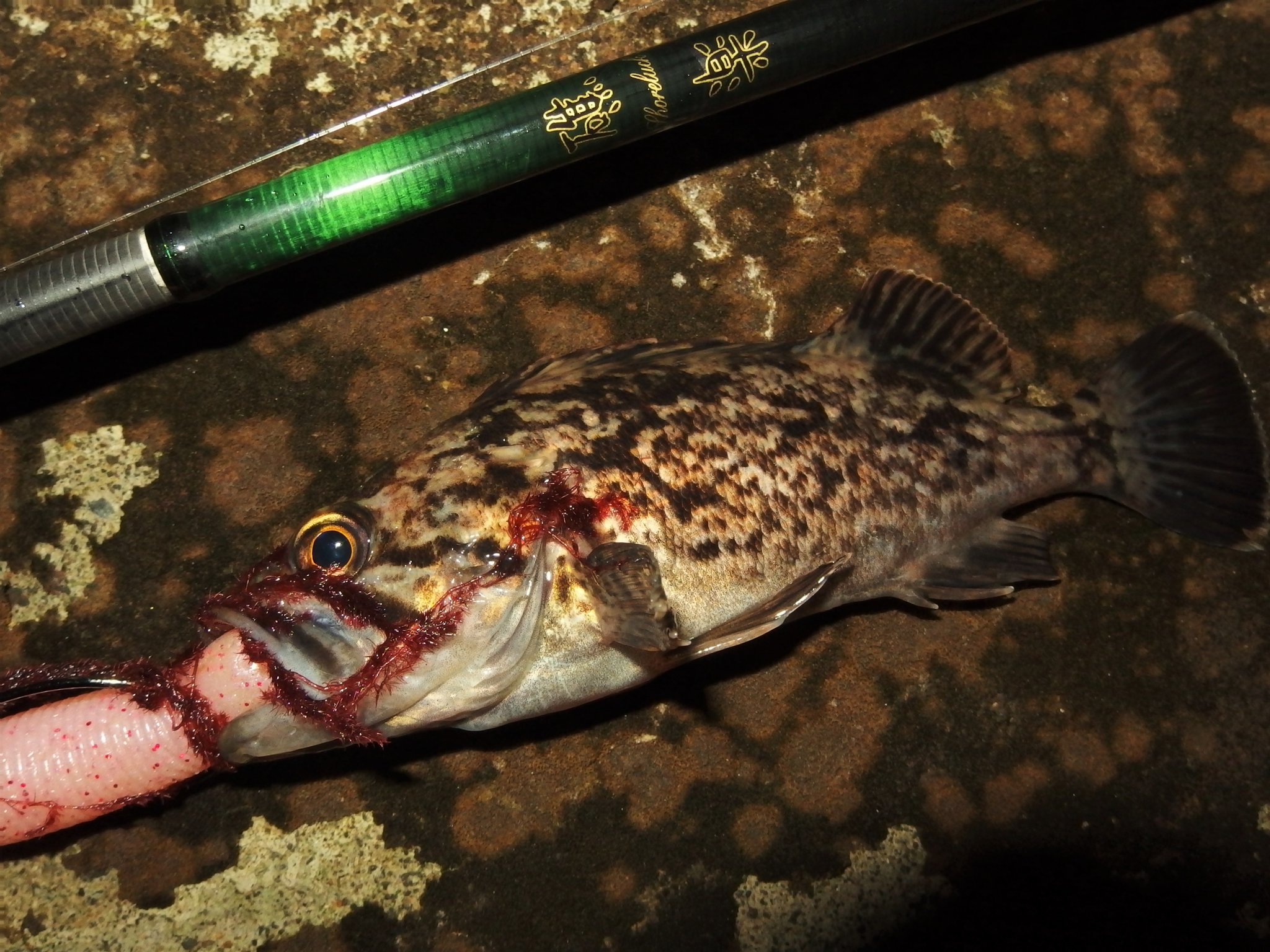 なみすけ 鳥の海での釣りから帰宅しました スーパーショートバイトをしっかり送り込んでタキオンフックセット炸裂ぅ かわいいクロソイチャソでした お会いした皆さん どうもお世話様でした ロックフィッシュ 礁楽 イモグラブ なみすけ 鳥の海での釣りから帰宅しました スーパーショートバイトをしっかり送り込んでタキオンフックセット炸裂ぅ かわいいクロソイチャソでした お会いした皆さん どうもお世話様でした ロックフィッシュ 礁楽 イモグラブ