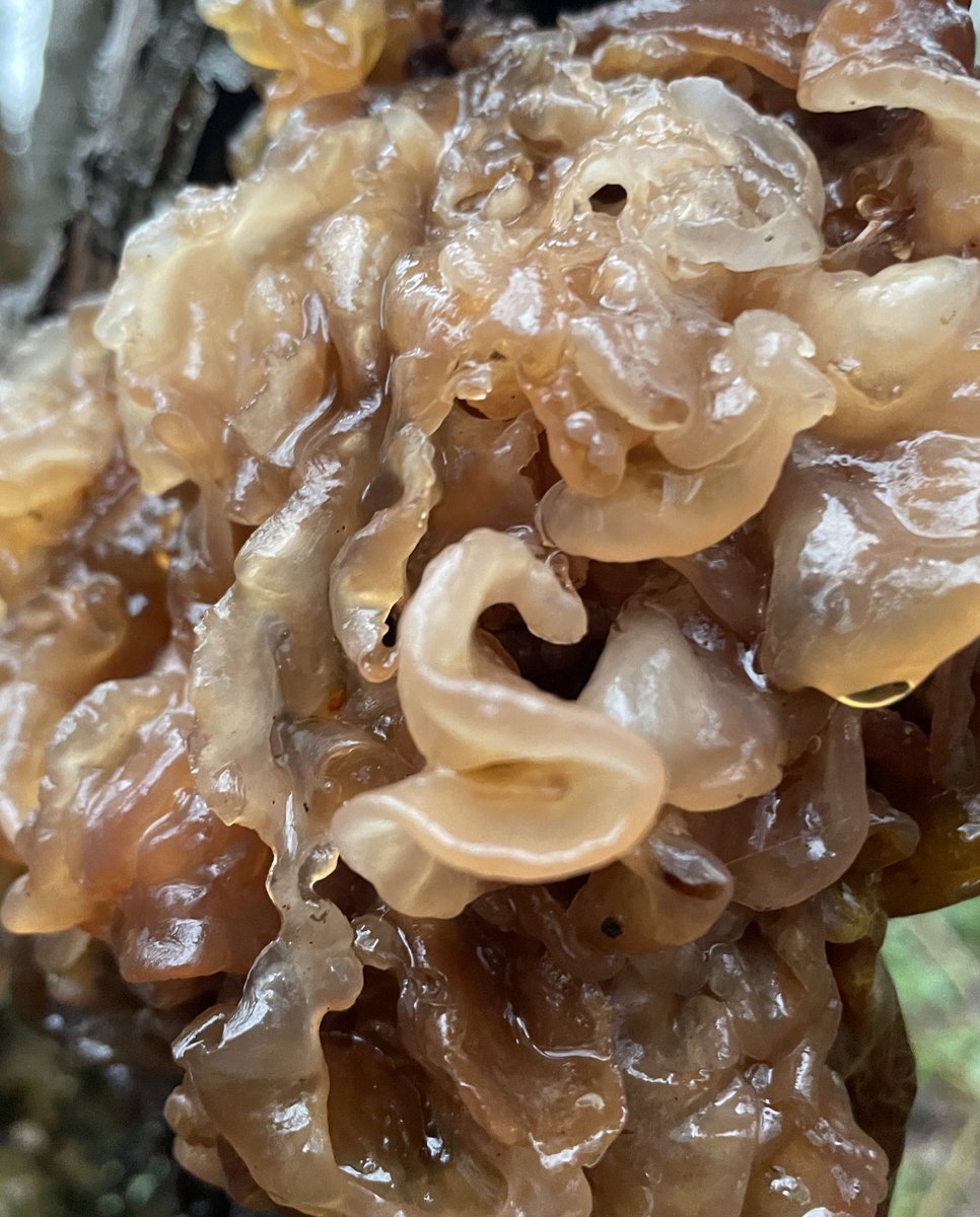 flygirlNHM's tweet photo. Totally AMAZING FUNGUS! Believe this is a leafy brain fungus. Nature is just fabulous #localwoods #mentalhealth #exercise https://t.co/3yzLxp9UNR