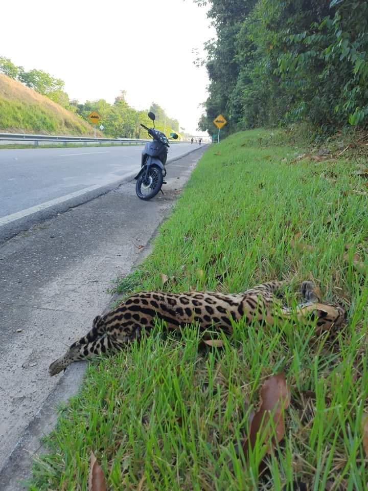 yariguiesofic's tweet photo. #LoUltimo A pocos metros del peaje La Lizama fue embestido por un conductor un ejemplar de Jaguar.  Se pide a los conductores tener mayor precaución en zonas donde hace presencia esta especie que se encuentra en vía de extinción. https://t.co/2O6hIcRxr2