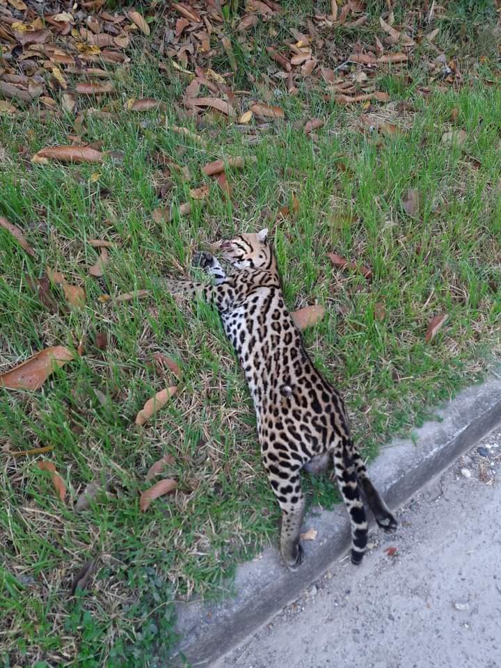yariguiesofic's tweet photo. #LoUltimo A pocos metros del peaje La Lizama fue embestido por un conductor un ejemplar de Jaguar.  Se pide a los conductores tener mayor precaución en zonas donde hace presencia esta especie que se encuentra en vía de extinción. https://t.co/2O6hIcRxr2