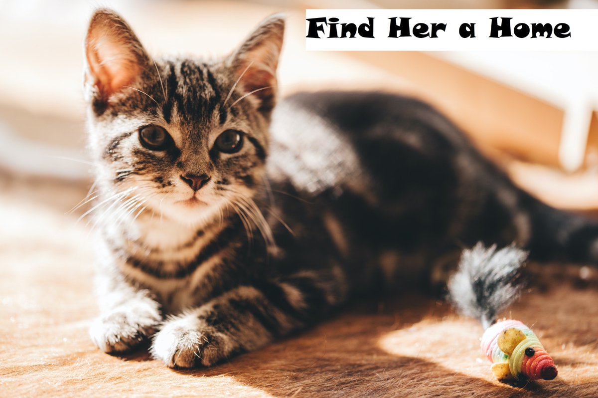 What an adorable kitten! She looks a little like ours! We have 3 gray tabbies. They are so mischievous though!! I bet she's a good kitty! What do you think? #cats #pets #helpanimals buff.ly/3pe9UhY