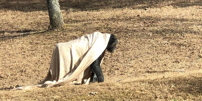 projectchimps's tweet photo. Happy 16th Birthday Emma! ๐๐ Emma is eager for new challenges and the first to figure out a new puzzle. When not figuring out puzzles, she is seen walking around with a blanket so she can take full advantage of a good spot for a nap at any moment.
#EmmaChimp #HappyBirthday https://t.co/5NwUIPPEE7