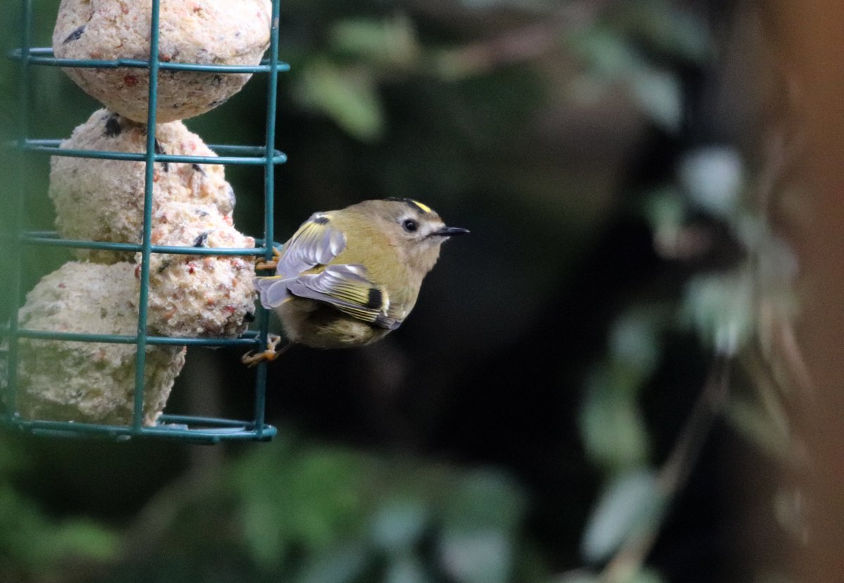 Here's our smallest visitor from todays #BigGardenBirdWatch2021 #Goldcrest

<a href="/Natures_Voice/">RSPB</a>