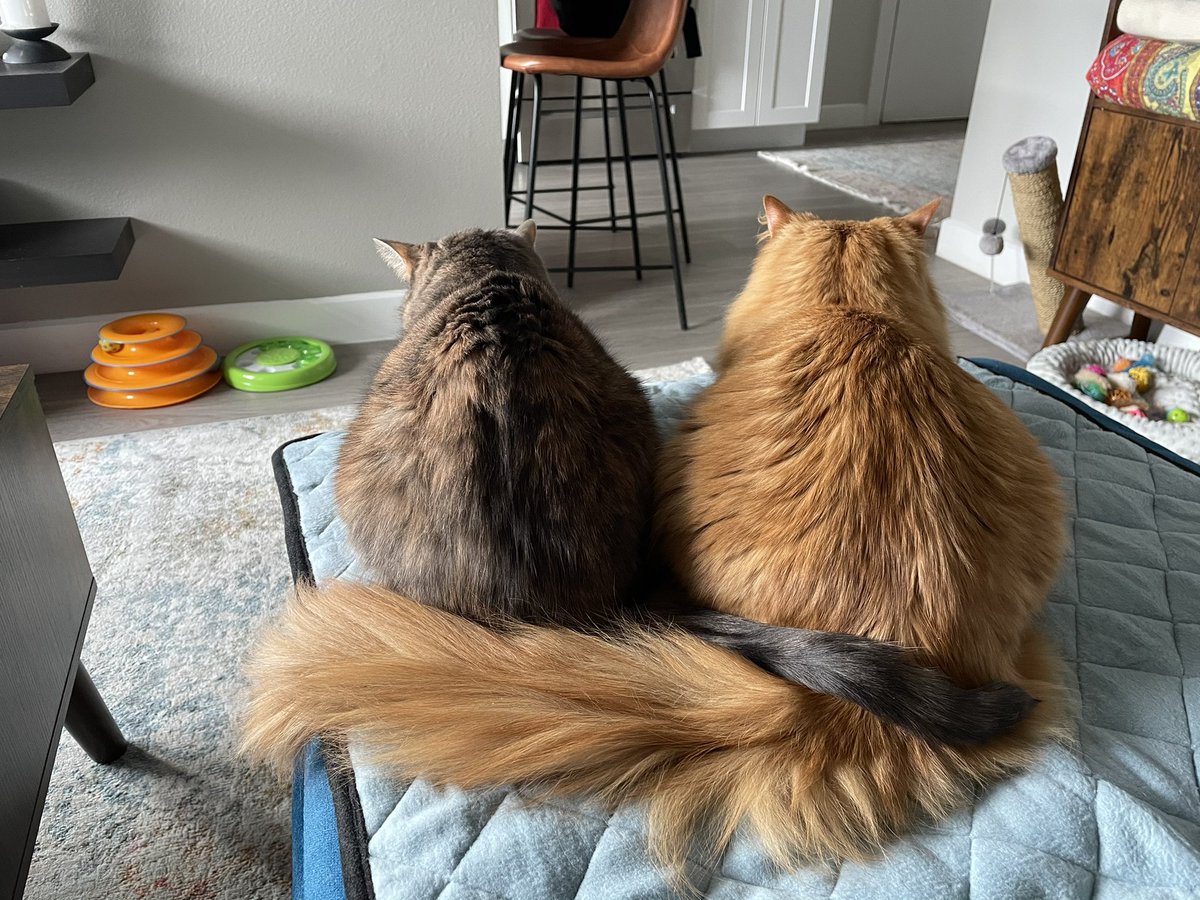 MajorAlice_CO's tweet photo. Happy #Caturday, furiends! We’re back after taking a break from social media. #MajorandAlicetheCats #CatsOfTwitter #floof #purfection #cute #cutenessoverload https://t.co/m9wslOXDhV