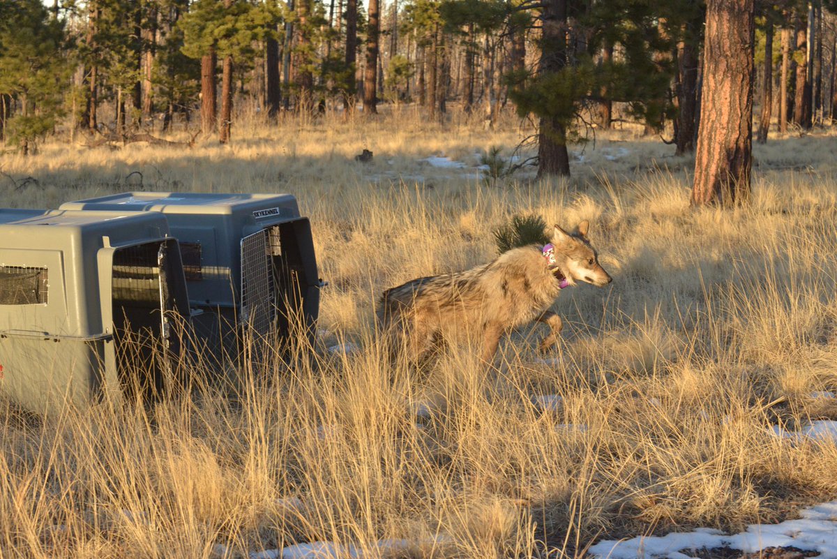USFWS's tweet photo. A health check-up &amp; high-tech collar are important aspects of Mexican wolf conservation. On the final day of our virtual wolf count journey, discover how we work with partners to help recover this iconic mammal: https://t.co/JyM2PhH7Yf

📷: George Andrejko/AZGFD https://t.co/Tcxo7u5iZh