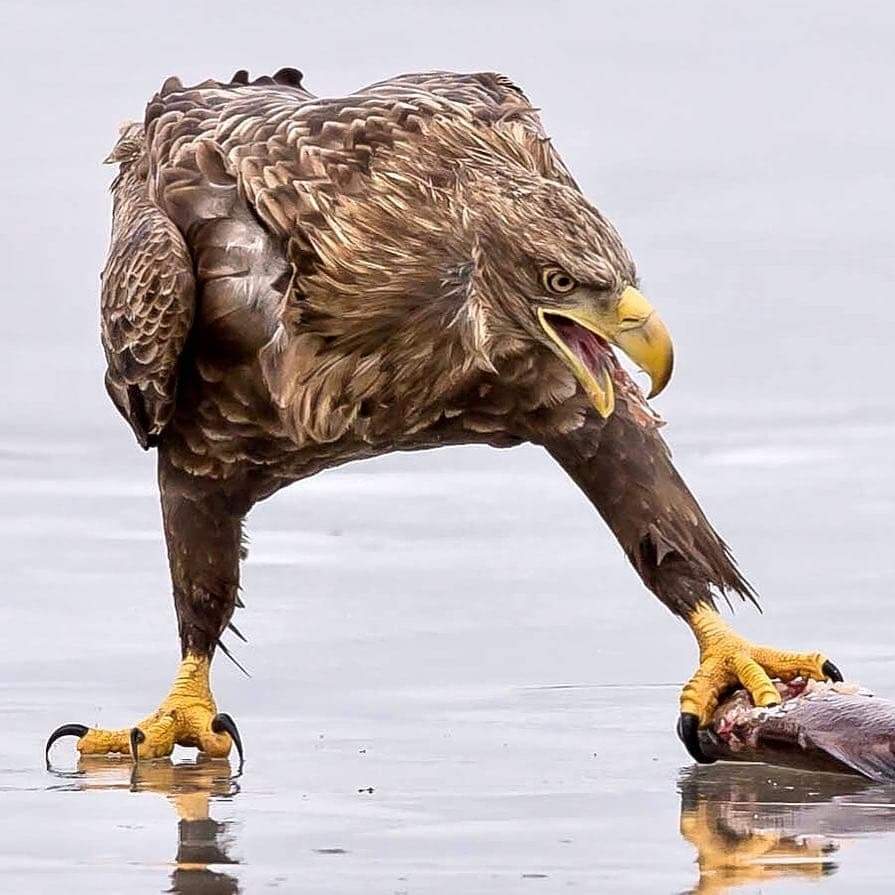 Perfect click. 😍

#photography #photo #PhotoOfTheDay #Animal #birds #wildlife #wildlifephotography