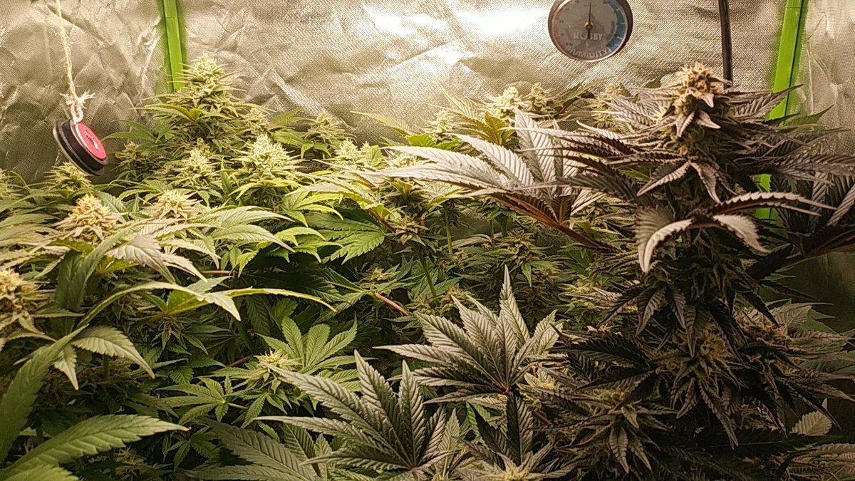 Buenos_Humos's tweet photo. 43 días de floración, los aromas que van teniendo es increible. Ultimos 20 días mas menos para corte. #autocultivo #Grapegum #GorillaGlue #ZombieKush https://t.co/sHDtWpDKxF