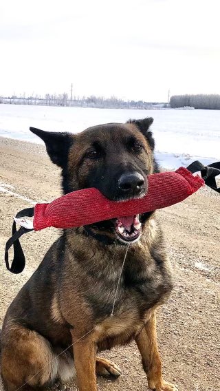 SPS K9 Unit tweet media