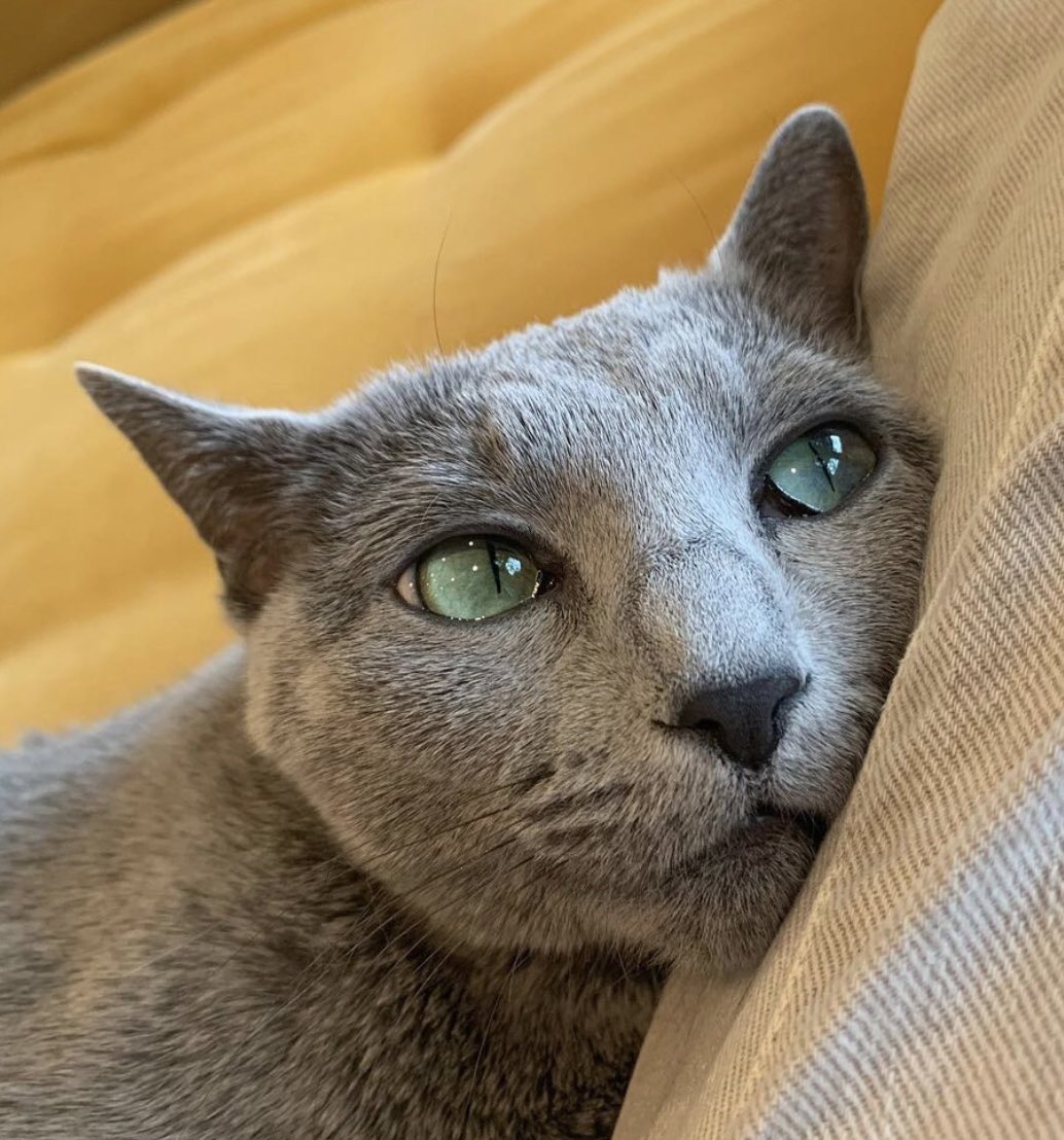 Paul Bettany as his cat Eva.(Very important thread)