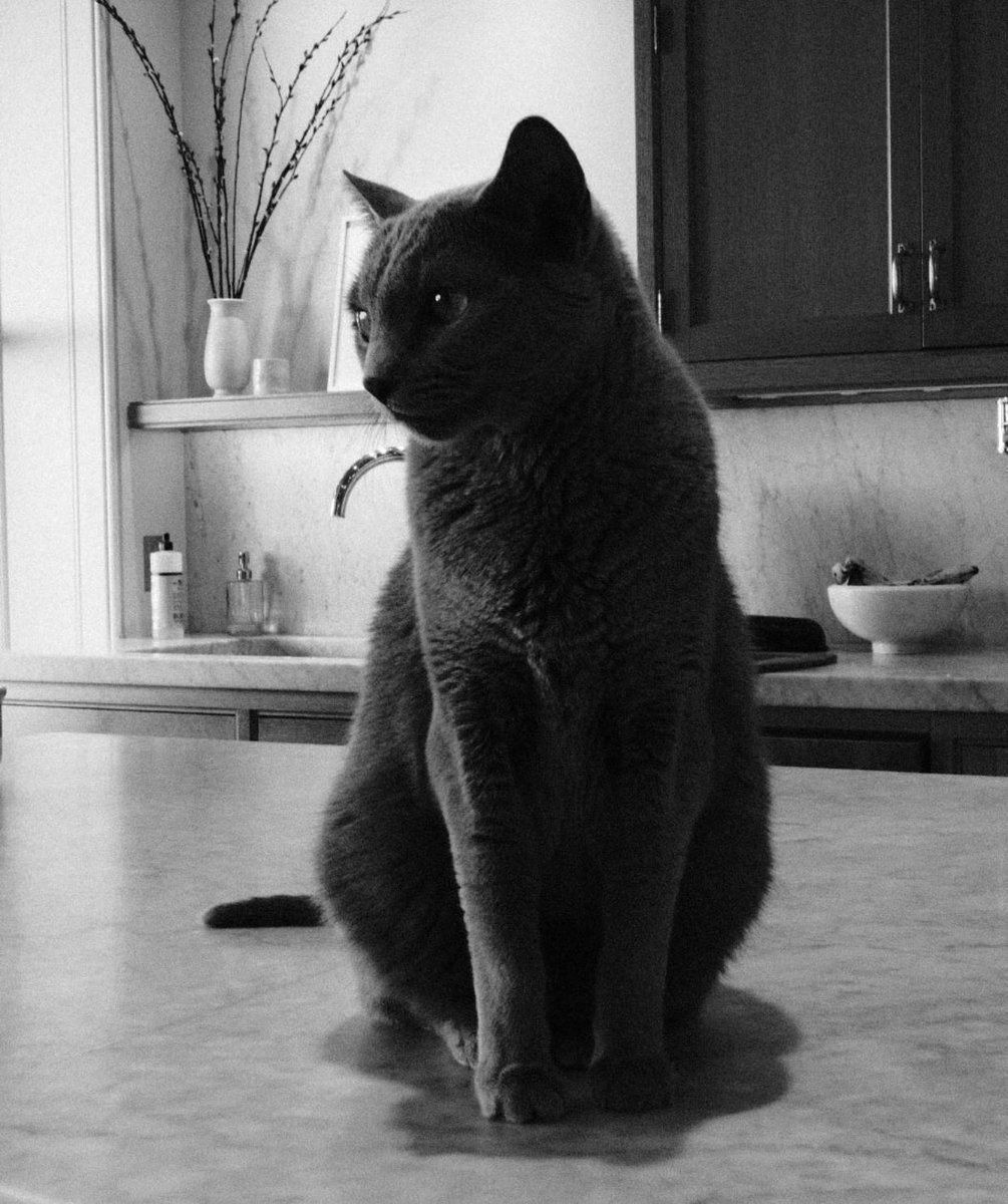 Paul Bettany as his cat Eva.(Very important thread)