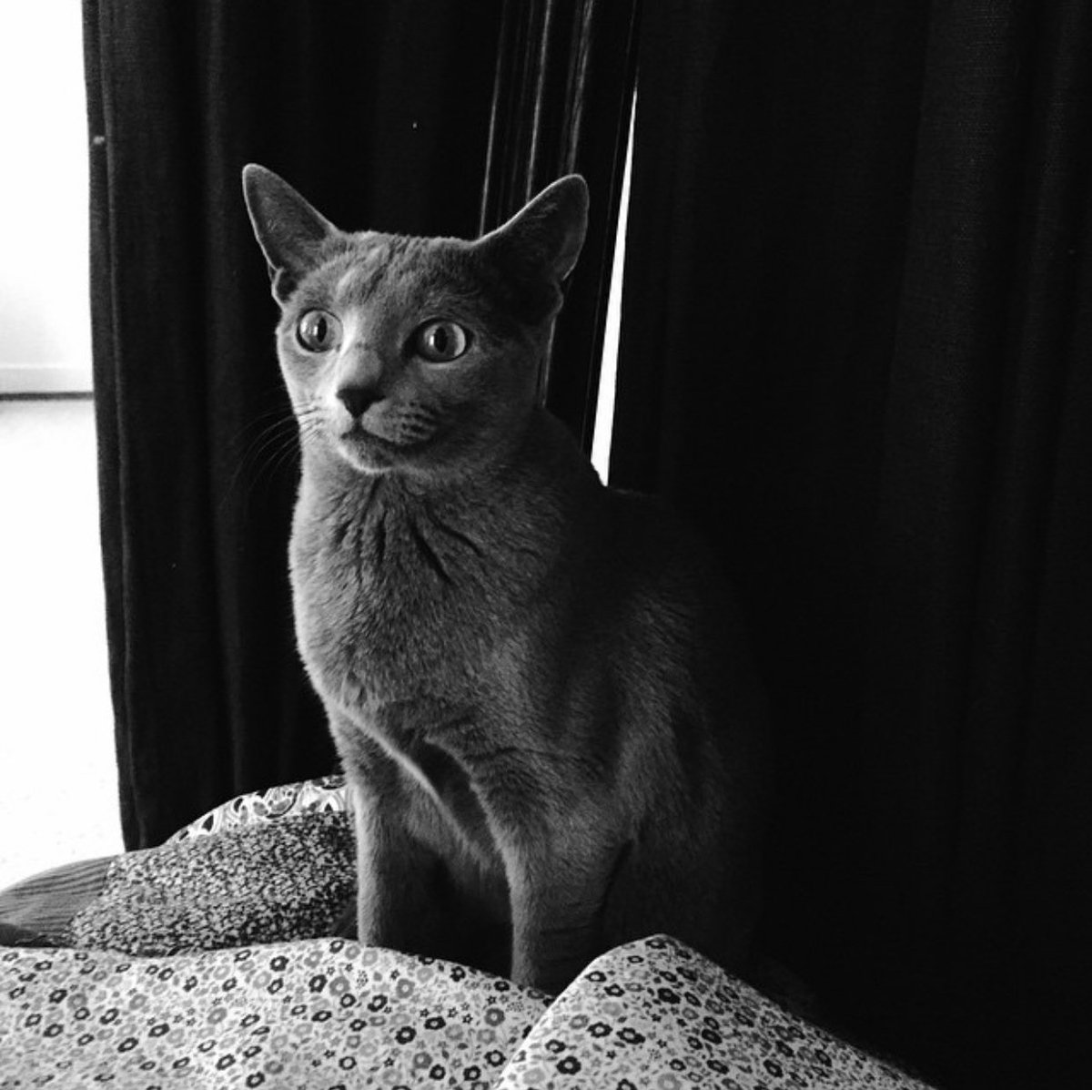 Paul Bettany as his cat Eva.(Very important thread)