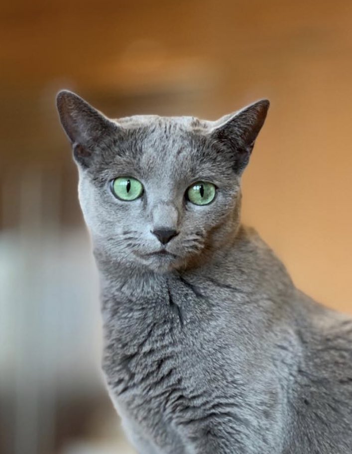 Paul Bettany as his cat Eva.(Very important thread)