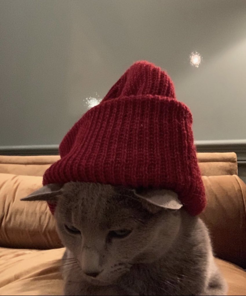 Paul Bettany as his cat Eva.(Very important thread)