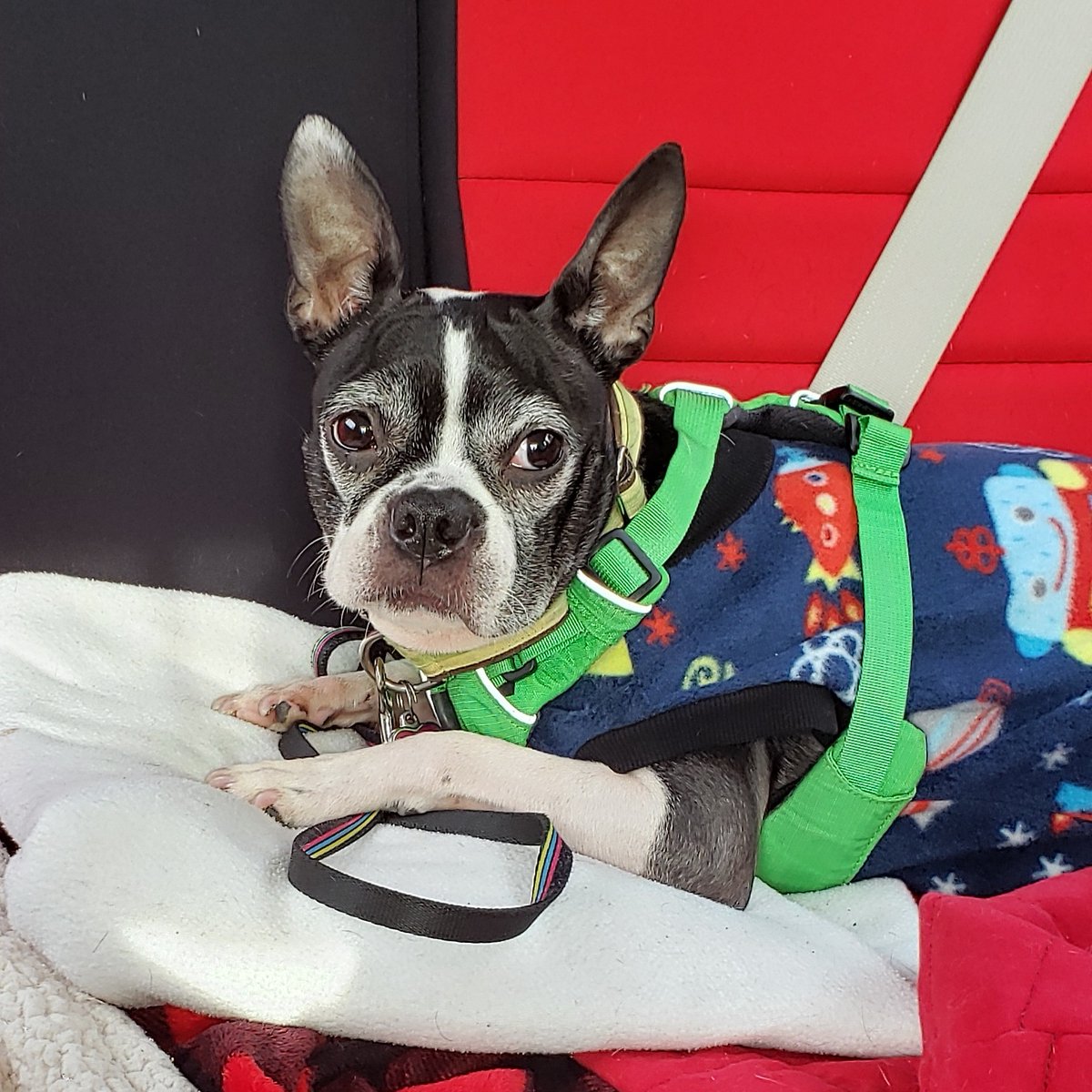 BossyBostons's tweet photo. Bucket up, bunde up ❄🚗
#bostonterrier #dogsincars https://t.co/Wqr6dniBUc
