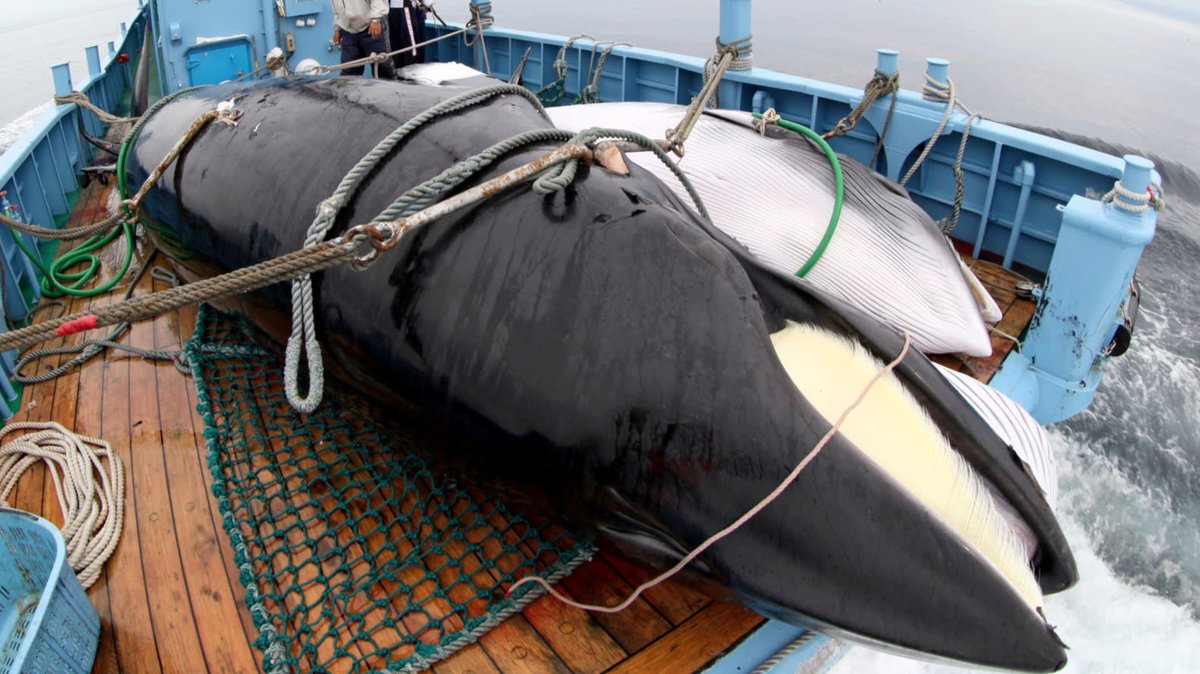 Whales:Despite a moratorium on commercial whaling and a ban on international trade of whale products, three countries-Iceland, Japan, and Norway—continue their commercial whale hunts. 16,000 whales have been murdered every year for 83 consecutive years.