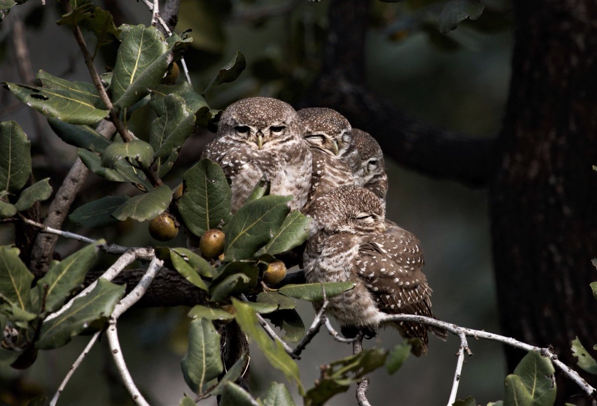 A family flock! Spotted Owlets at Van Vihar, Bhopal. 
#BirdsinFlocks #IndiAvis