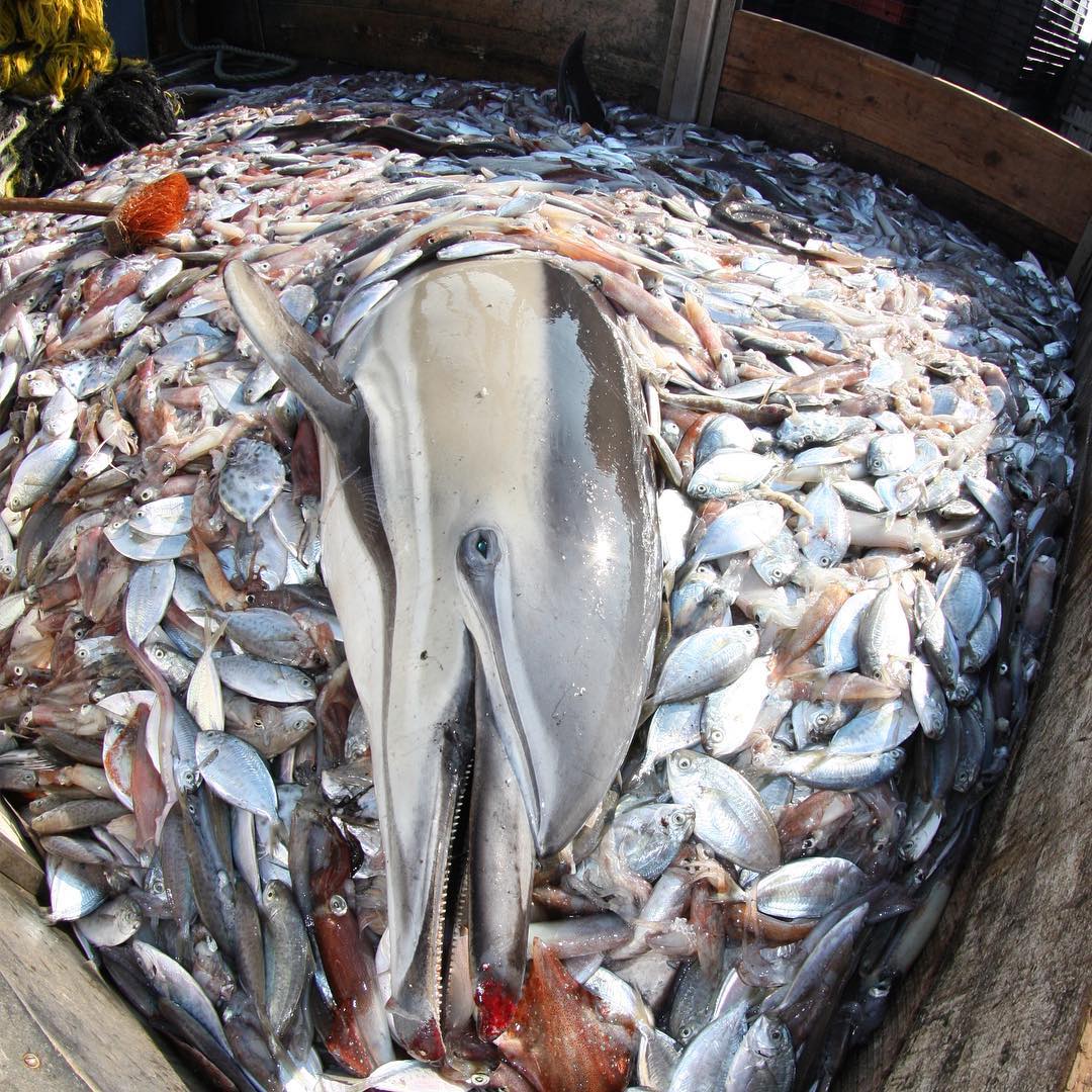 Bycatch: With over 300,000 small whales, dolphins, and porpoises dying each year from entanglement in fishing nets, bycatch is causing one death every two minutes. It is the single-largest cause of mortality for small cetaceans.